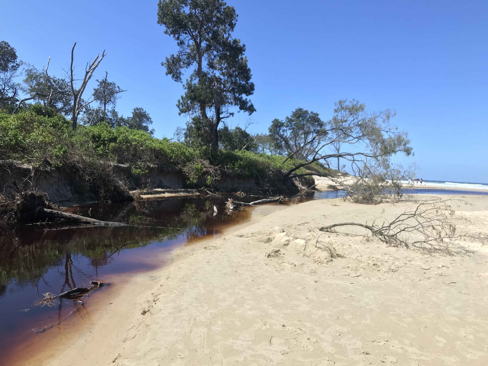 Brown tea tree water stream running into ocean
